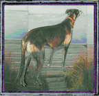 greyhound image