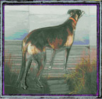 greyhound